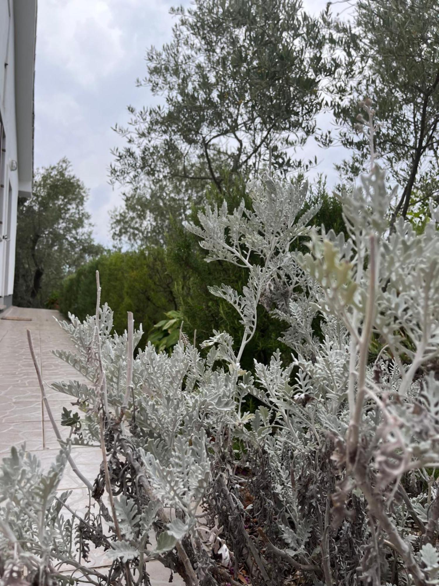 Apartman Ruza Brzac Exterior foto